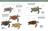 Handbook of the Reptiles of the World: Turtles and Crocodiles Vol.1