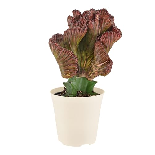 Arcadia Garden Products Live Mermaid Tail Cactus Indoor Houseplant in