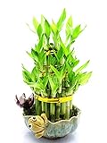 9GreenBox - Lucky Bamboo - Frog and Lotus