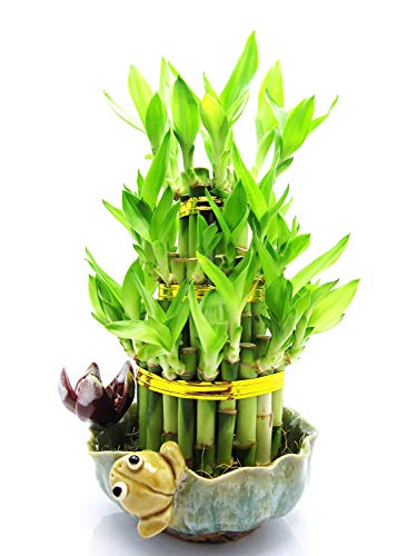 9Greenbox B002ACIUDK Lucky Bamboo - Frog And Lotus cover