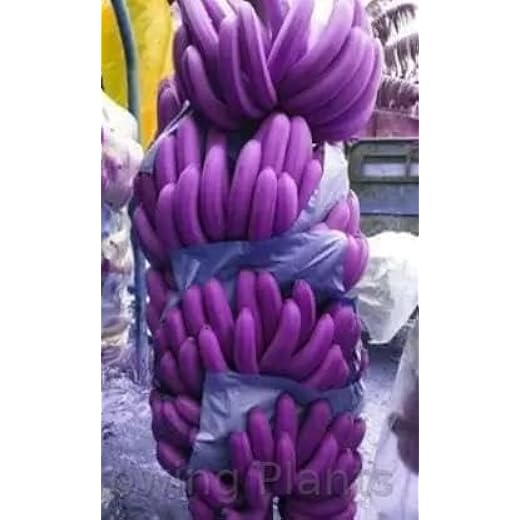 Blue Java Banana Live Plant with Pot