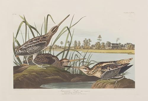 Illustration oiseaux d'Amérique John Audubon toile grand format pour salon