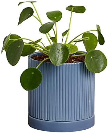 Greendigs Pilea in Blue Ceramic Fluted 5-Inch Pot - Decorative Houseplant, Pre-Potted with Premium Soil