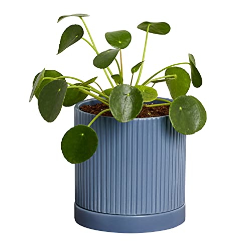 Greendigs Pilea In Blue Ceramic Fluted 5-Inch Pot - Decorative Houseplant, Pre-Potted With Premium Soil #TOP2