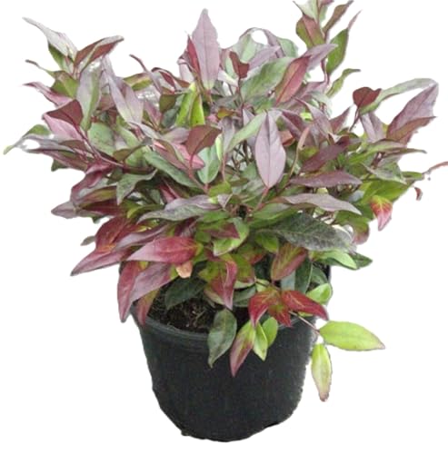 Heibenheide/Uva Mirto Leucothoe 'Scarletta' 15-20 cm