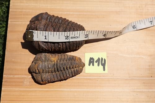 Image of 2PCS Calymene Trilobites Flexicalymene Fossil for Kids Ordovician Fossil Trilobites A14