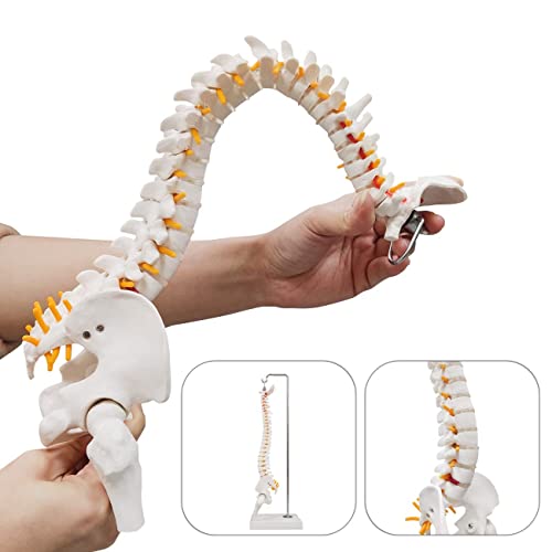 Image of 15.5 inch Mini Human Spine Model, Bendable Spinal Cord with Herniated Disk, Nerves, Arteries, Pelvis, and Femur Stumps, for Medical Students and Chiropractors, Includes Stand
