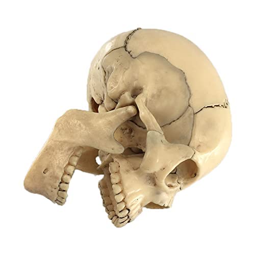 骨模型 15分解モデル 頭部模型 頭蓋骨模型 Amazon | 頭蓋骨 頭蓋骨模型 骸骨 模型 顎関節 歯模型 骨格 分解