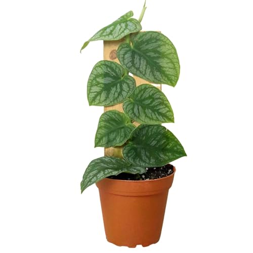 Monstera Dubia Live Plant – Thirsty Leaves