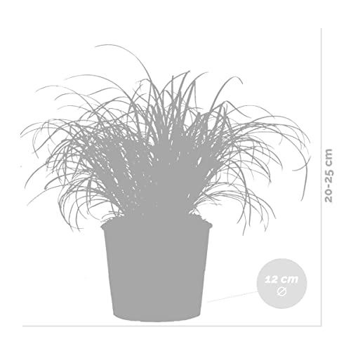 Katzengras Bloomique Cyperus ‚Zumula‘ – Exotische Zimmerpflanze