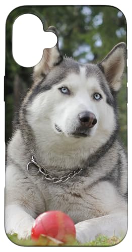 Siberian Husky Case for iPhone 16 Plus