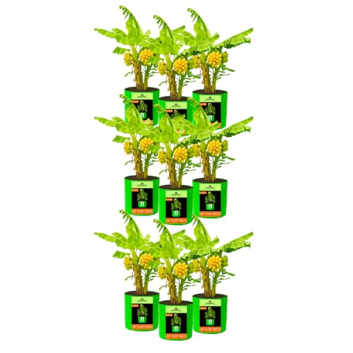 Image of Kingwell grow bags 24X24 inch pack of 9 For Terrace Garden Vegetable Plant Grow Bags Fruits Growing Containers For terrece Gardening