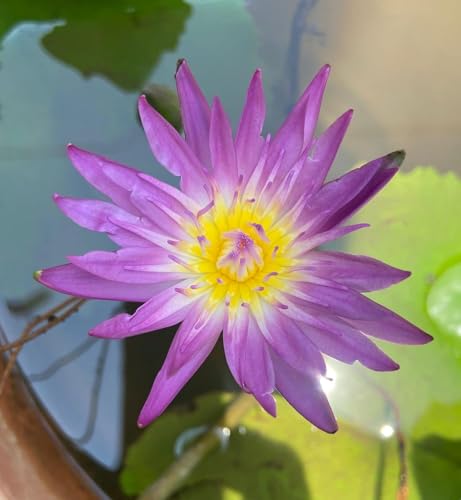 Image of Waterlily Live Plant | Indoor | Outdoor | Aquatic Plant (Purple)