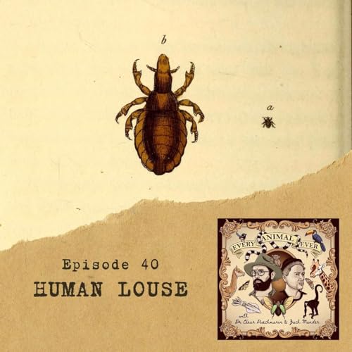 40 - Human Louse