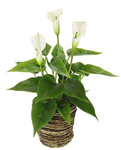 Callapflanze im Korb Kunstpflanze Calla weiße Blüten Kunstblumen Blume aus Kunststoff Unechte Künstliche Deko Gefälschte Topfblume Blumensträuße Seidenblumen Zantedeschia Aronstabgewächs Tribus Lilie Cover