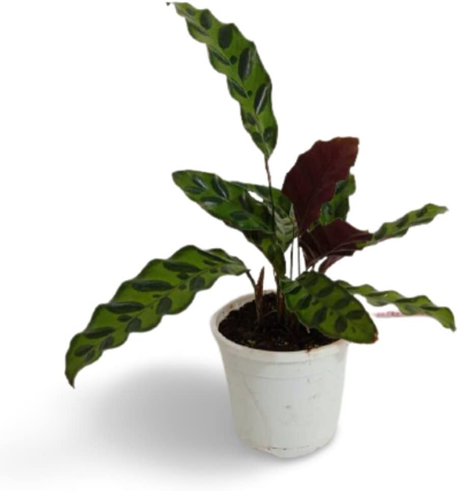 OhhSome Indoor Plant Office Calathea Lancifolia - Rattlesnake |Brazilian Rainforest| Mix Exotic Family Live For Garden (Healthy Plant)