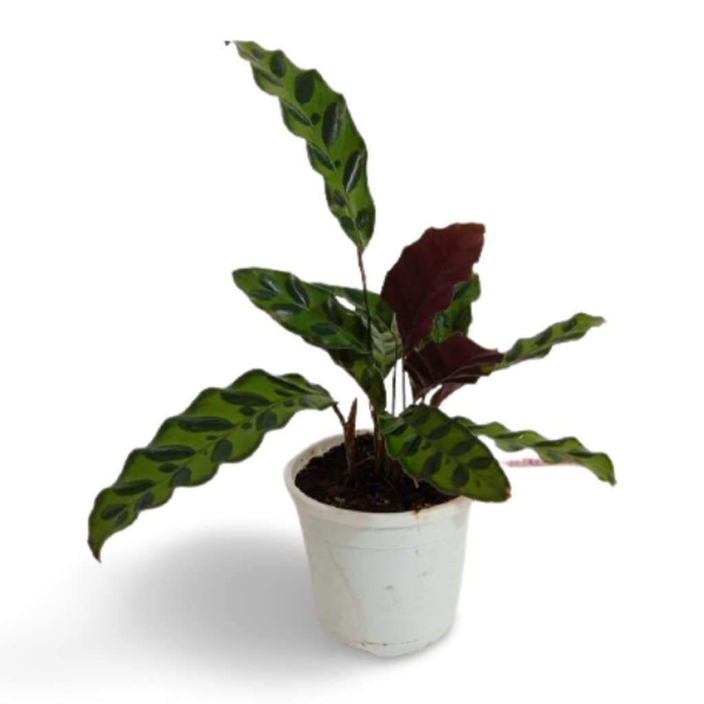 Creative Farmer Indoor Plant Office Calathea Lancifolia, Rattlesnake |Brazilian Rainforest| Mix Exotic Family Live For Garden (Healthy Plant)