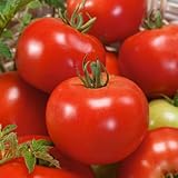 Red Russian Tomato Seeds - 300 Mg Packet ~65 Seeds - Non-GMO - Vegetable Garden - Solanum lycopersicum