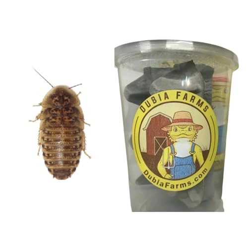 100 Extra Small Live Dubia Roaches in Container Live Reptile Food for Bearded Dragons Turtles Lizards Frogs & Toads Feeder Insects
