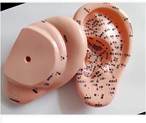 Modèle de point d'oreille acouponcture et massage méridiens - 3