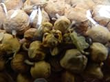 Takething Paneer Doda Phool Withania Coagulans Anti -Diabetic herb 500gms Export Quality