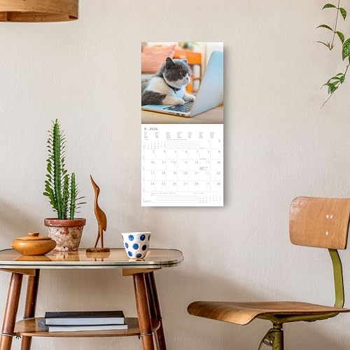 Alpha Edition - Funny Cats Kalender 2026 – Wandkalender 30x30 cm – Lustiger Katzenkalender für Katzenliebhaber – 12 witzige Katzenfotografien, viel Platz für Notizen, mit Feiertagen & Ferienterminen