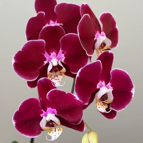 phalaenopsis orchideen - exotische stauden winterhart 150samen