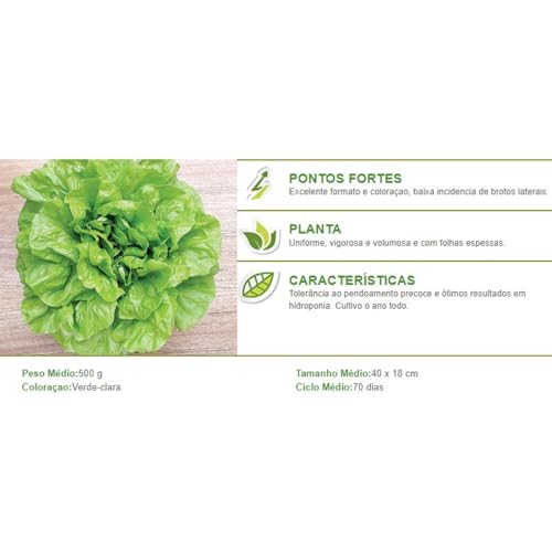 Alface Lisa Regina 500 PeletizaDA 2000 Sementes Topseed Premium