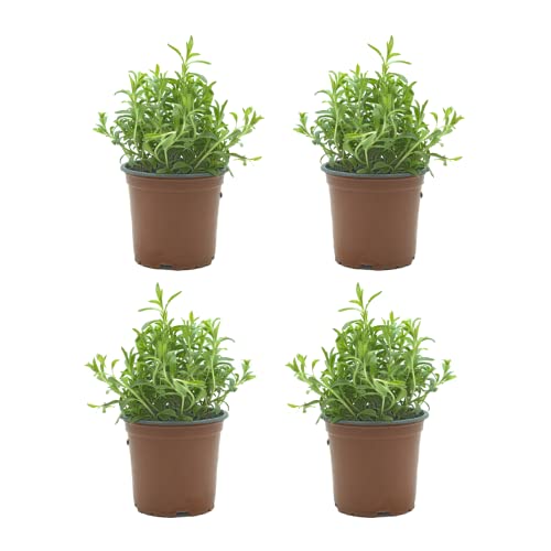 Pack de 4 Plantas Naturales Ajedrea - Hierba Aromática de Interior y Exterior Fácil de Cuidar - Ideal para Huerto Urbano y Jardín - Altura 20 cm - Maceta 10 cm