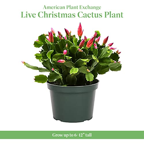 American Plant Exchange Live Christmas Cactus Plant, Indoor Plant With Colorful Flowers, Plant Pot For Home And Garden Decor, 6" Pot #TOP1