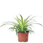 Flowerbox – Grünlilie 'Ocean' - pflegeleichte Zimmerpflanze, Chlorophytu