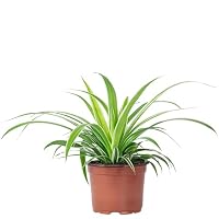 Grünlilie 'Ocean' - pflegeleichte Zimmerpflanze, Chlorophytum Comosum - Höhe ca. 20 cm, Topf-Ø 12 cm – Ansicht 1