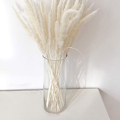 BIGBIGFAMILY Adereços para foto de flores secas, grama de pampas, adequado para casamentos, festas,