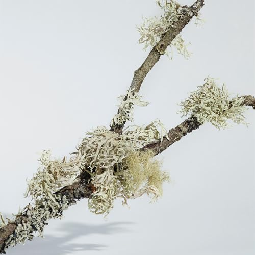 Listado de Burberry Men al mejor precio. 27 Burberry Men marca BURBERRY (3)