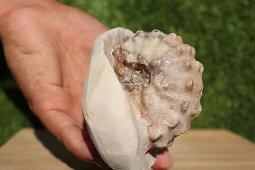 Image of Ammonite Mammites Nodosoides Ammonite Fossil Rare Ammonite Fossil Natural Fossil from Morocco A26