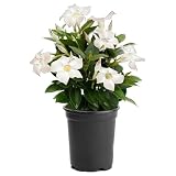 American Plant Exchange Dipladenia Bush 'White', 6-Inch Pot, Continuous Blooms, Easy-to-Care Live Plant for Indoor & Outdoor Use, Flowering Shrub Perfect for Landscapes, Container Gardens & Patios