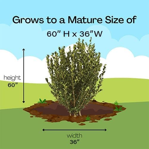 Boxwood Wintergreen, 1 Gallon (Incredibly Versatile and Low Maintenance Shrub. This Evergreen, Dense Shrub is Cold Hardy and Easily Shaped. It's Great for Hedges and Garden Borders).