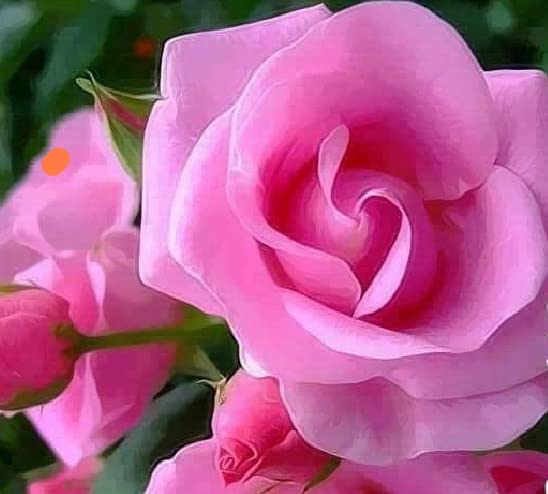 NATURE WORLD PREMIUM 7 DAYS BIG FLOWER HYBRID RARE IMPORTED PINK ROSE FLOWER HEALTHY LIVE PLANT (B0BP74C9LW) Amazon Price History, Amazon Price Tracker