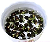 100pcs Bonsai Bowl Lotus Seeds, Water Lily Flower Plant Seeds, Ornamental Courtyard Finest Viable...