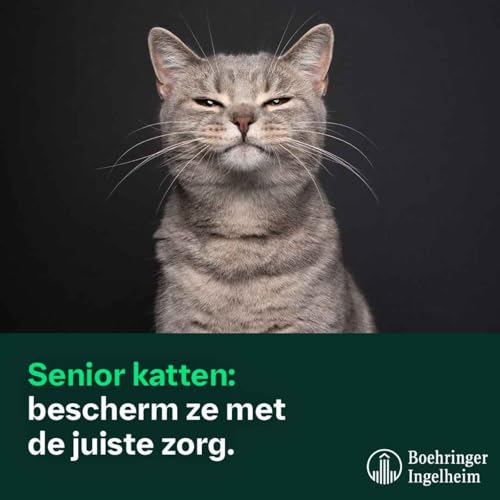 Senior katten : bescherm ze met de juiste zorg