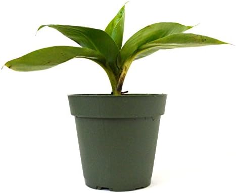 9Greenbox - Dwarf Banana Plant - 4" Pot - Live Plant