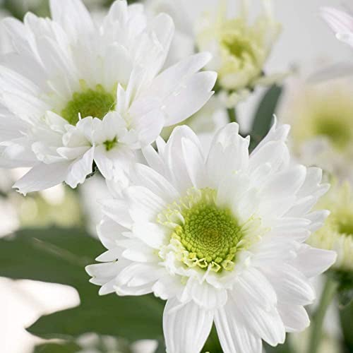 2Pcs Dalia bulbi Diversi Mingyan Semina Primaverile Naturale Aromatico Fiore Tuberi Perenni a Ornamentali