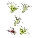 ragnaroc Air Plants - Tillandsia Brachycaulos Multiflora, Jumbo 5-7' - 5 ct - Live Arrival Guaranteed - House Plants for Home Decor & Gift