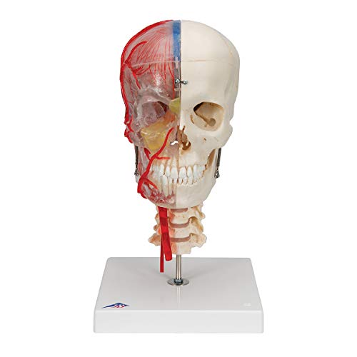 Image of 3B Scientific A283 Bonelike Human Skull Model, Half Transparent and Half Bony Complete with Brain and Vertebrae, 7.1 inch x 7.1 inch x 13.4 inch