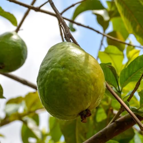 Muda Frutífera de Goiaba Vermelha