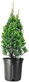 Robusta Green Juniper | 1 Live Gallon Size Tree | Juniperus Chinensis | Drought Tolerant Cold Hardy Evergreen Screening Plant