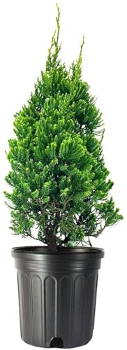 Robusta Green Juniper 2 Gallon