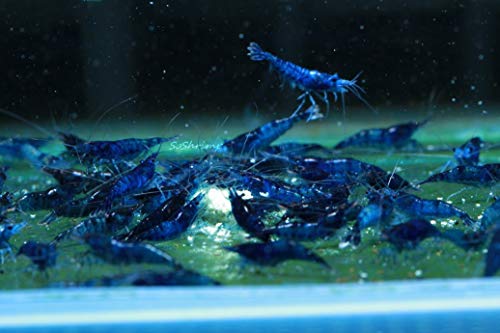 Dream Blue Velvet Shrimp Live Freshwater Aquarium Shrimp - 1/4 To 1 Inch Long (10 Shrimp) #TOP3
