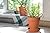 D'vine Dev Terracotta Pots with Saucers, Clay Pots for Plants & Succulents, 588-A