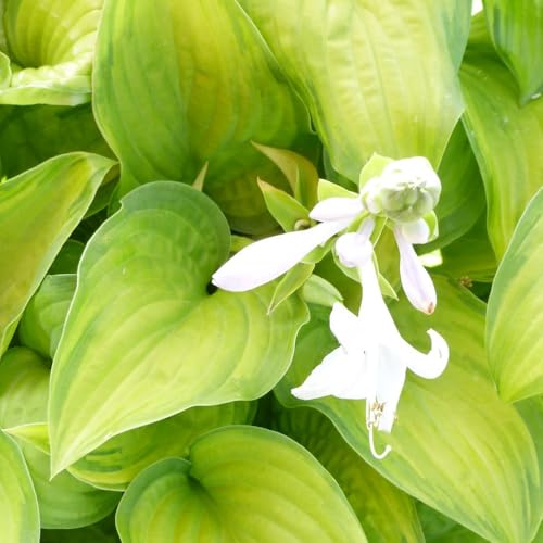 Image of Hosta Hybrida Guacamole Plant 9cm Pot x 1 - Striking Avocado Green Foliage with Dark Green Margins, Fragrant White Summer Blooms - Hardy Perennial for Borders and Containers - Thompson & Morgan